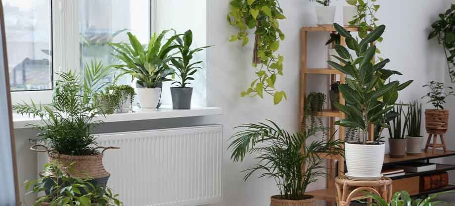 Which Plant is Good for Home Entrance?