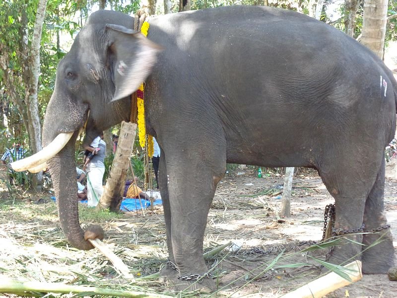 Chirakkal Kalidasan Age and Life Overview